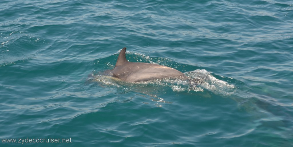 044: Island Packers, Island Wildlife Cruise, Dolphins