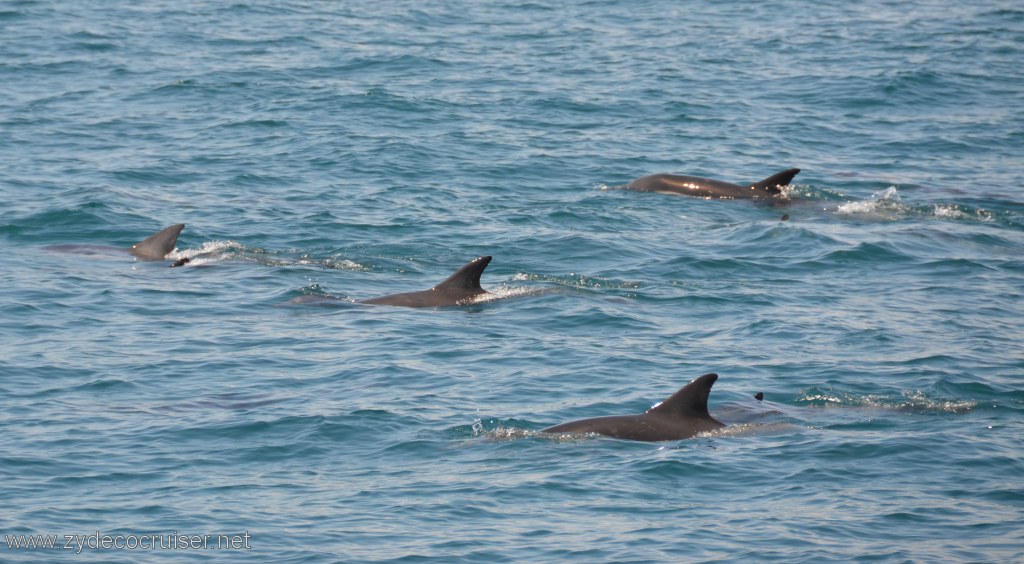 045: Island Packers, Island Wildlife Cruise, Dolphins