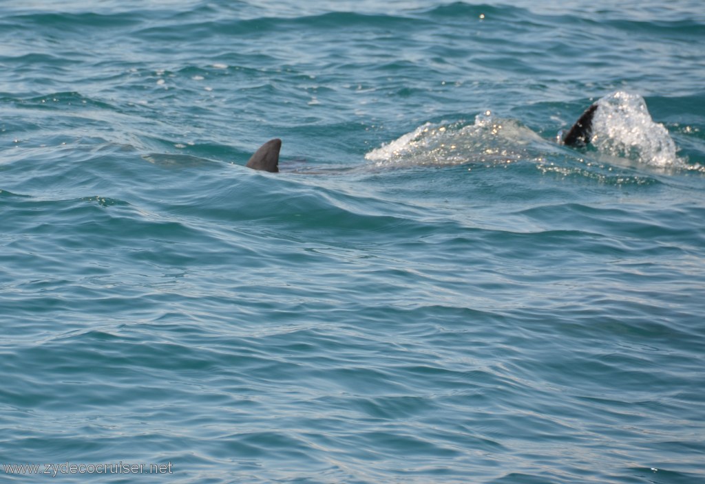 046: Island Packers, Island Wildlife Cruise, Dolphins