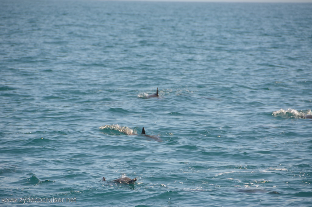 047: Island Packers, Island Wildlife Cruise, Dolphins