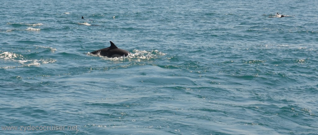 048: Island Packers, Island Wildlife Cruise, Dolphins