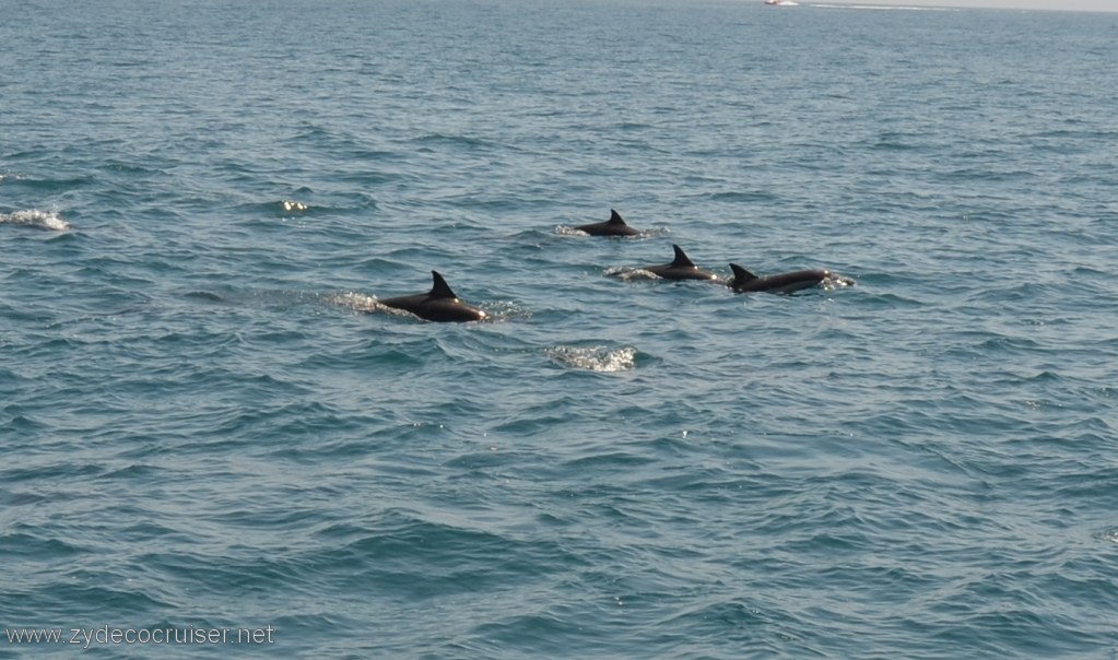 049: Island Packers, Island Wildlife Cruise, Dolphins