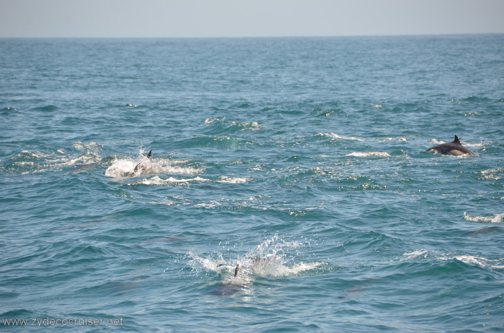 052: Island Packers, Island Wildlife Cruise, Dolphins