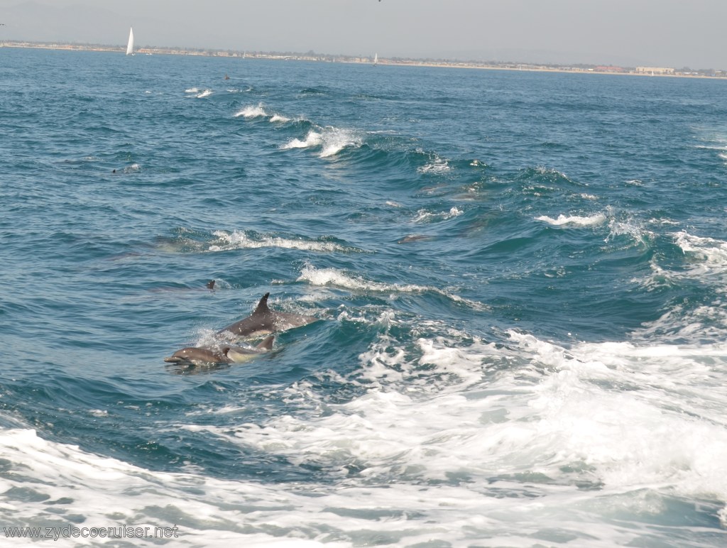 054: Island Packers, Island Wildlife Cruise, Dolphins