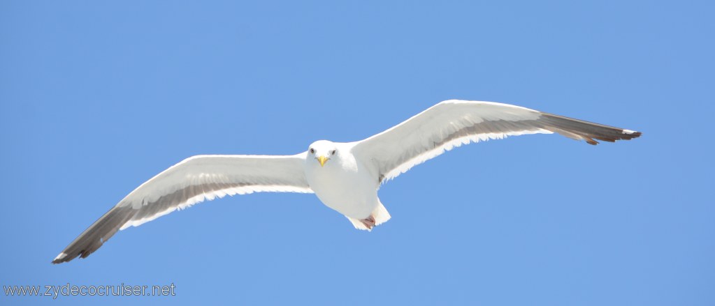 056: Island Packers, Island Wildlife Cruise, Seagull