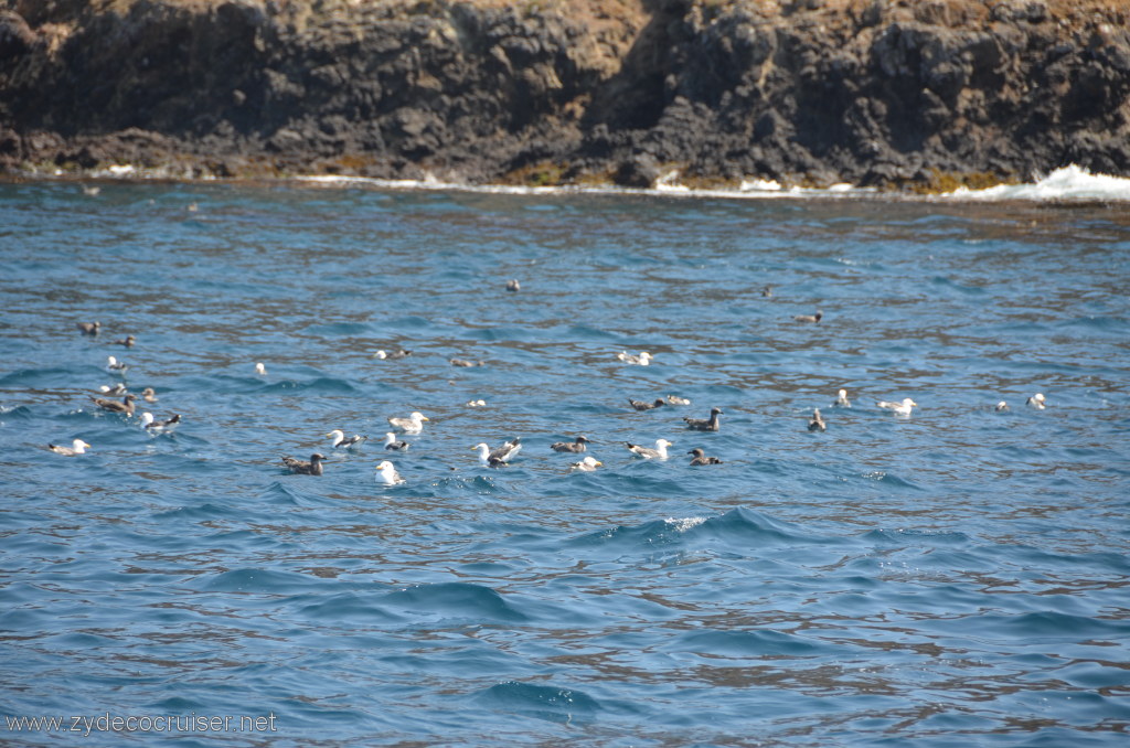 080: Island Packers, Island Wildlife Cruise, Anacapa Island, 