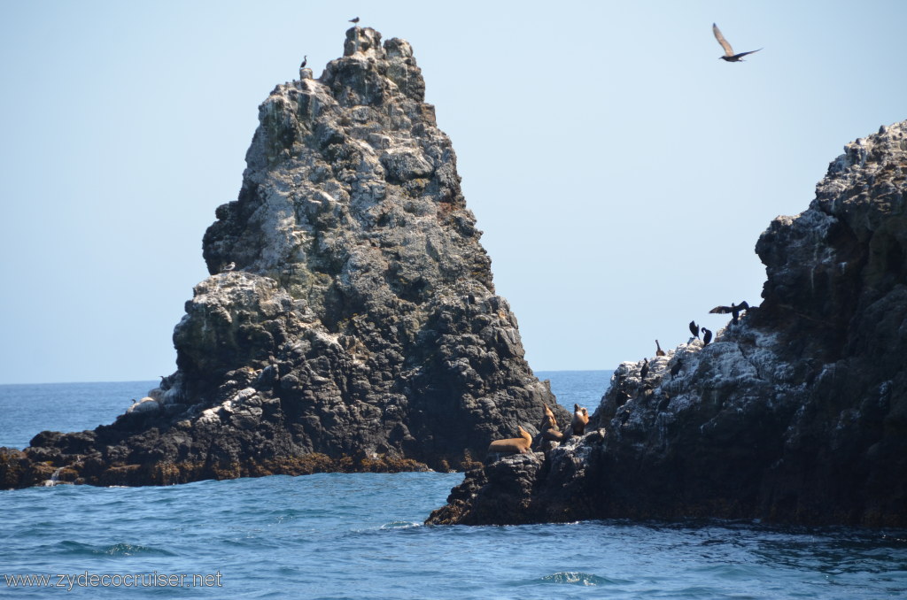 137: Island Packers, Island Wildlife Cruise, Anacapa Island, Seals on Point