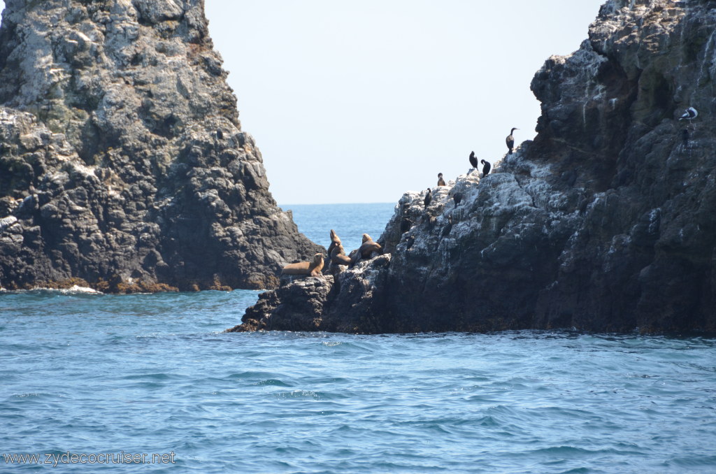 138: Island Packers, Island Wildlife Cruise, Anacapa Island, Seals