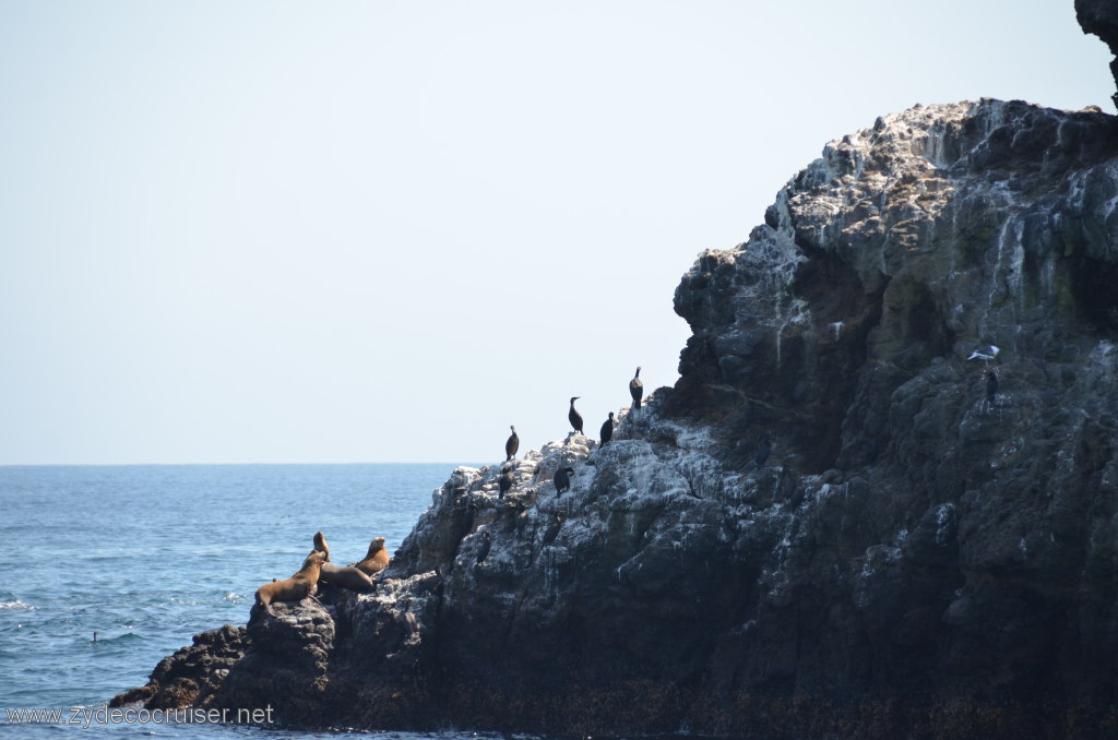 140: Island Packers, Island Wildlife Cruise, Anacapa Island, Seals and Birds