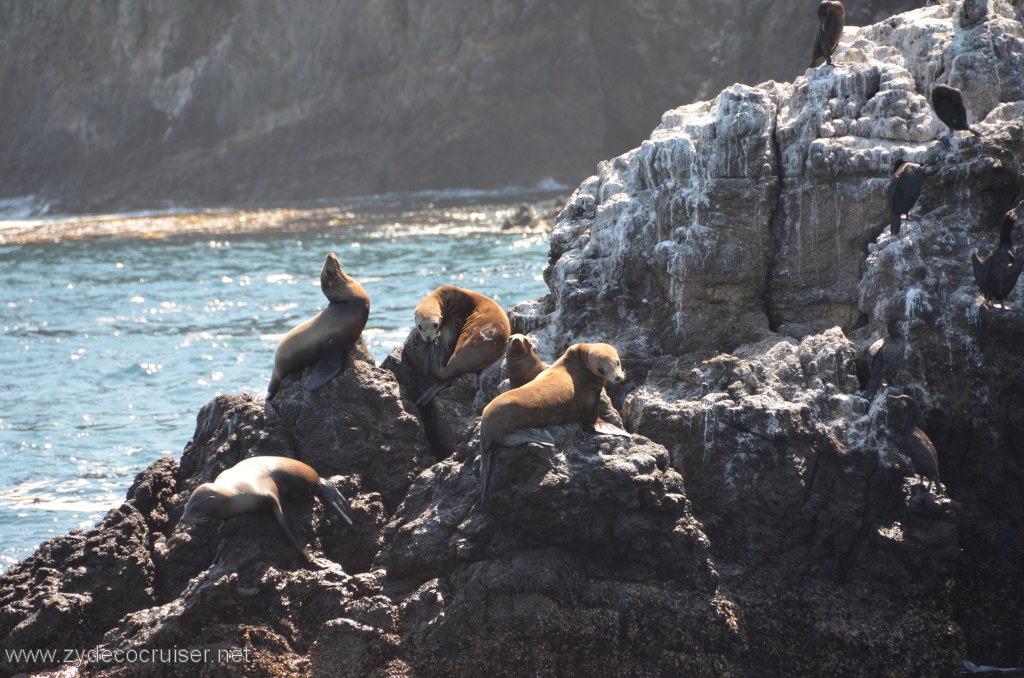 144: Island Packers, Island Wildlife Cruise, Anacapa Island, Seals