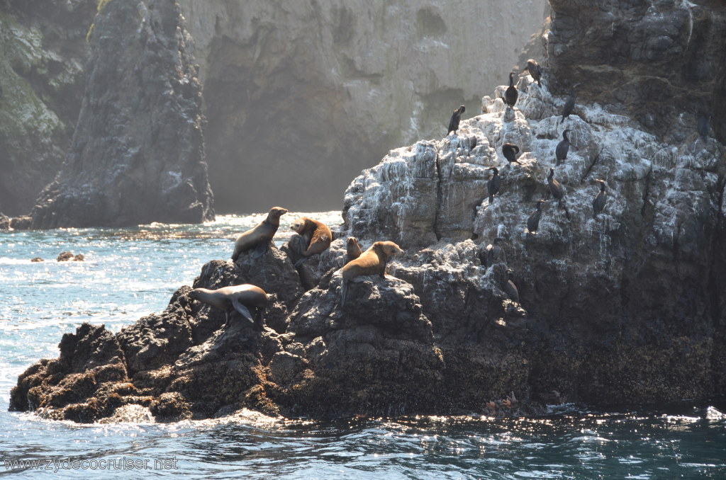 145: Island Packers, Island Wildlife Cruise, Anacapa Island, Seals
