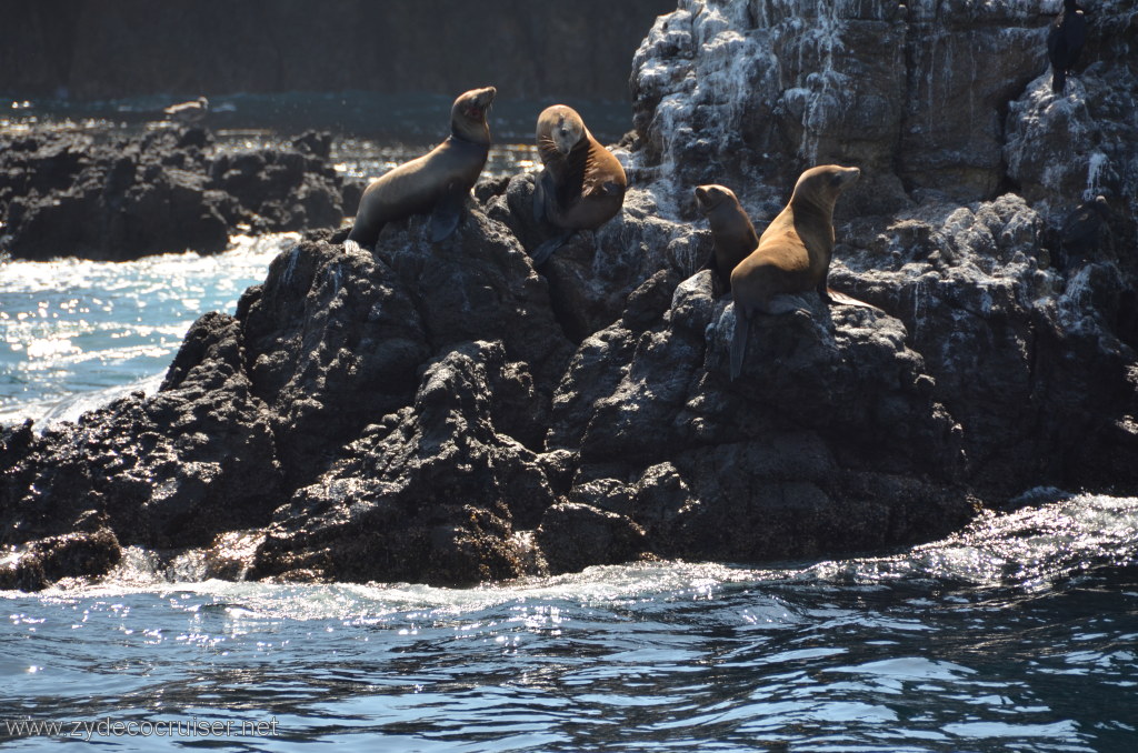 148: Island Packers, Island Wildlife Cruise, Anacapa Island, Seals