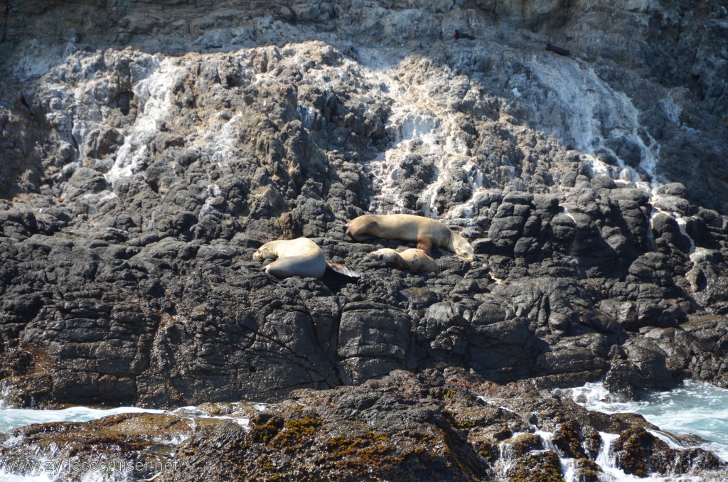 155: Island Packers, Island Wildlife Cruise, Anacapa Island, Seals