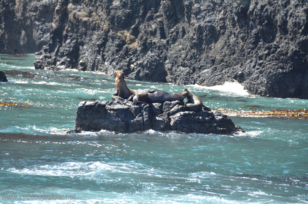 156: Island Packers, Island Wildlife Cruise, Anacapa Island, Seals