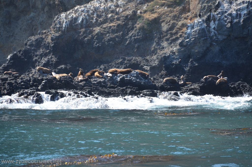 160: Island Packers, Island Wildlife Cruise, Anacapa Island, Seals