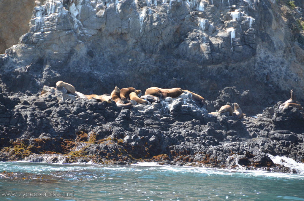 161: Island Packers, Island Wildlife Cruise, Anacapa Island, Seals