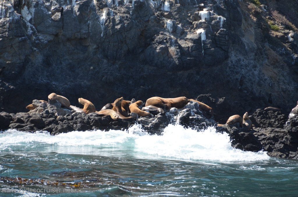 162: Island Packers, Island Wildlife Cruise, Anacapa Island, Seals