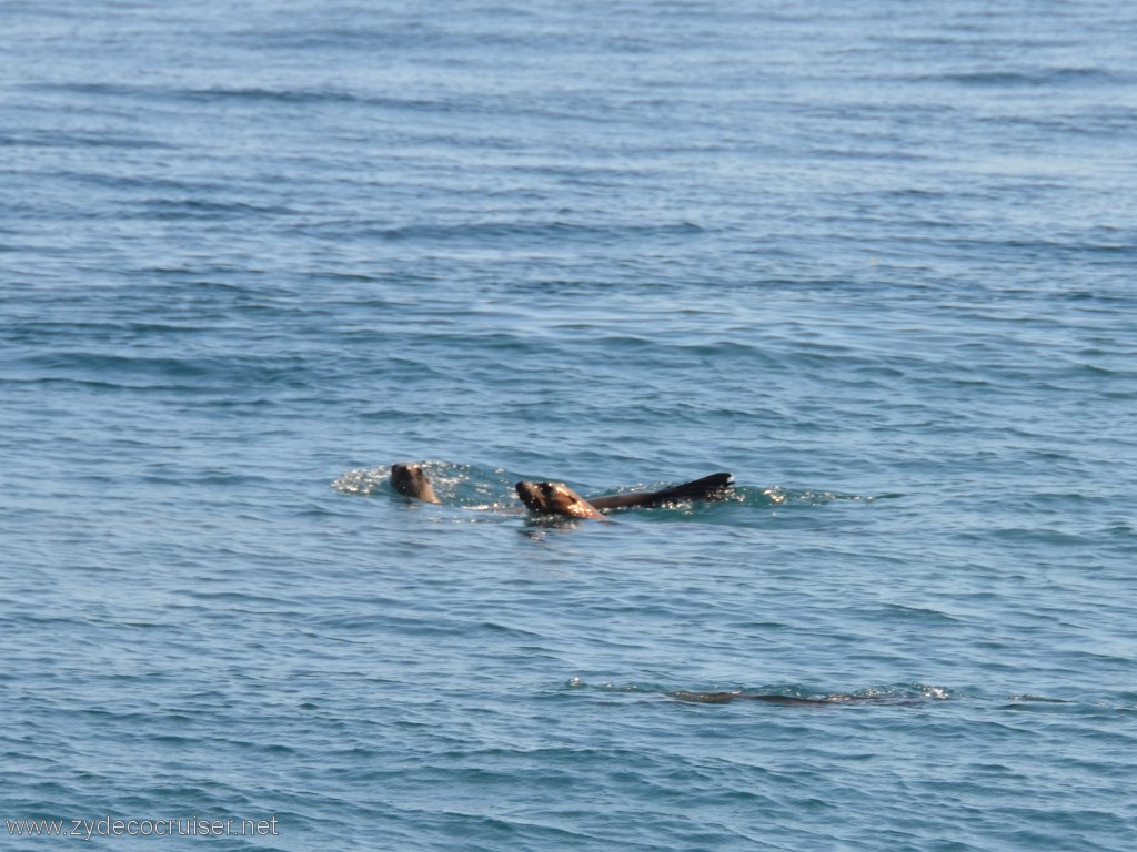 164: Island Packers, Island Wildlife Cruise, Anacapa Island, Seals