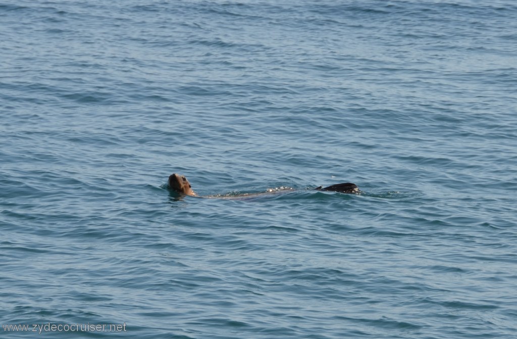 165: Island Packers, Island Wildlife Cruise, Anacapa Island, Seals