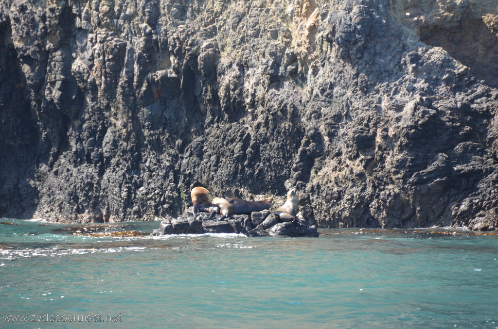 168: Island Packers, Island Wildlife Cruise, Anacapa Island, Seals