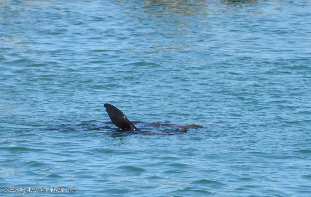 178: Island Packers, Island Wildlife Cruise, Ventura, Seal lions