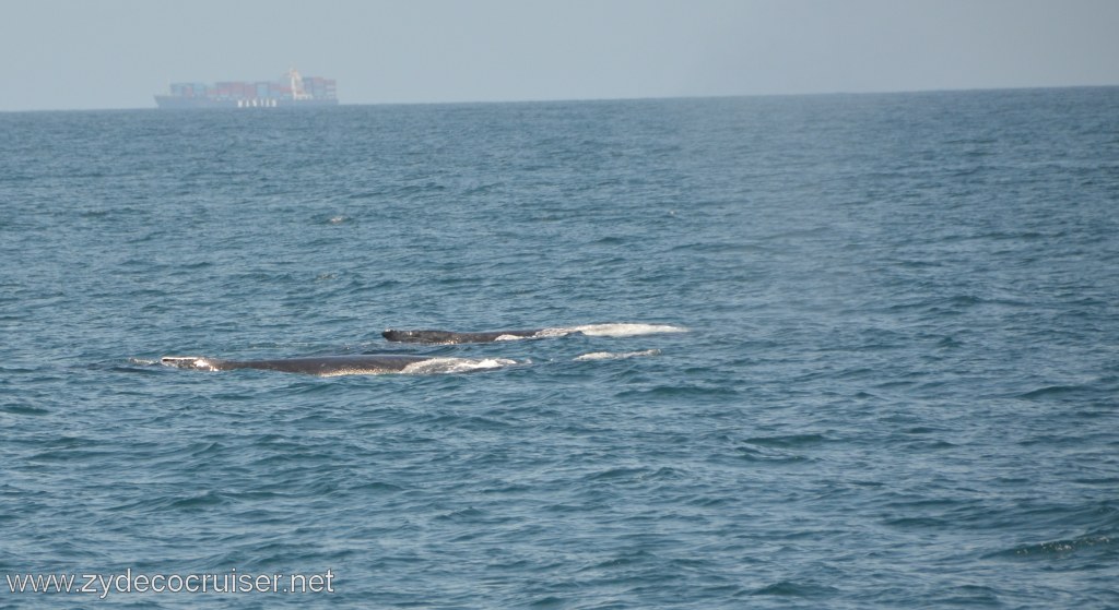 170: Island Packers, Ventura, CA, Whale Watching, Humpbacks Whales