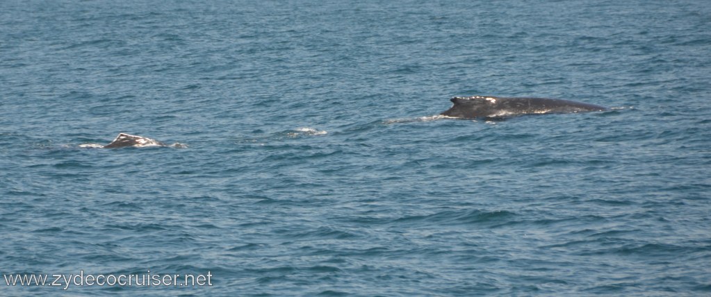 171: Island Packers, Ventura, CA, Whale Watching, Humpback whales