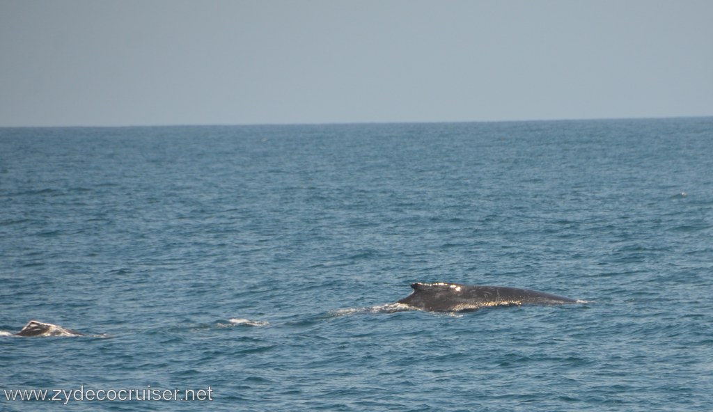 172: Island Packers, Ventura, CA, Whale Watching, Humpback Whales