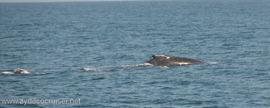 173: Island Packers, Ventura, CA, Whale Watching, Humpback Whales