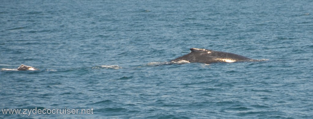 174: Island Packers, Ventura, CA, Whale Watching, Humpback Whales
