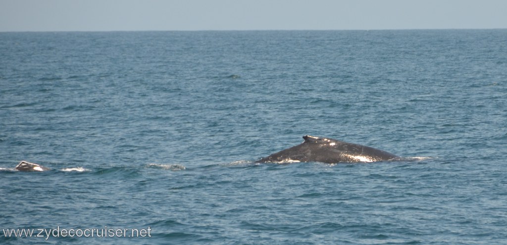 175: Island Packers, Ventura, CA, Whale Watching, Humpback whales