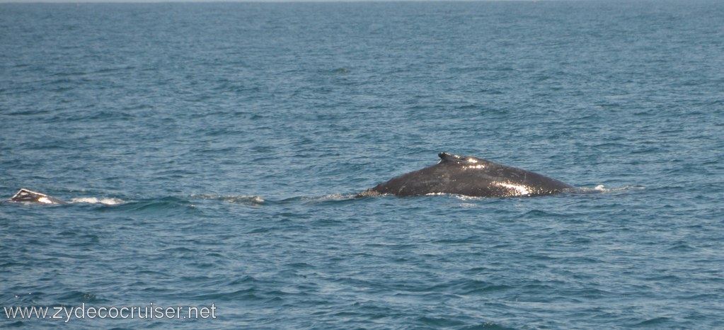176: Island Packers, Ventura, CA, Whale Watching, Humpback Whales