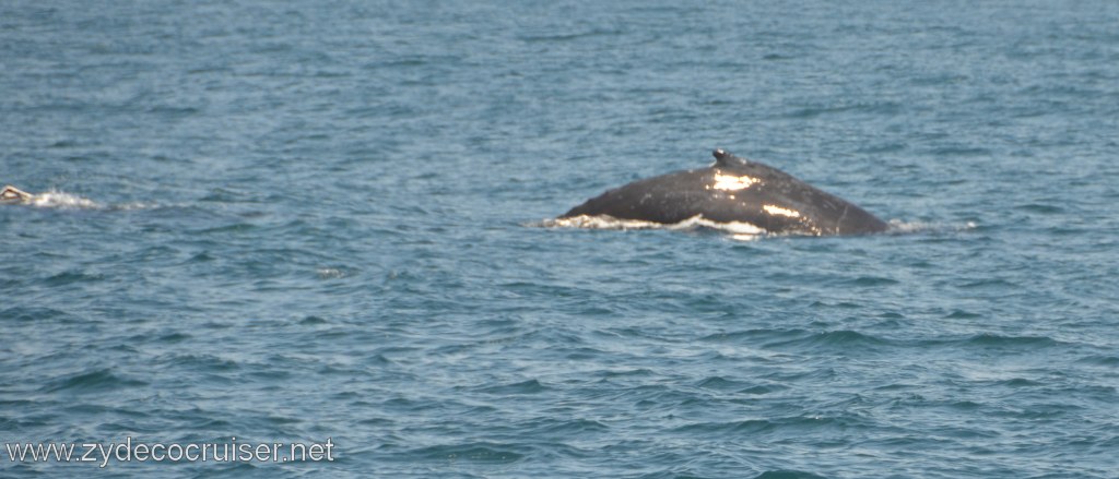 177: Island Packers, Ventura, CA, Whale Watching, Humpback Whales