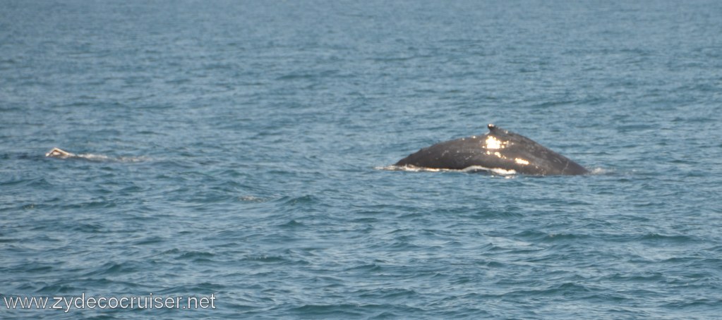178: Island Packers, Ventura, CA, Whale Watching, Humpback Whales