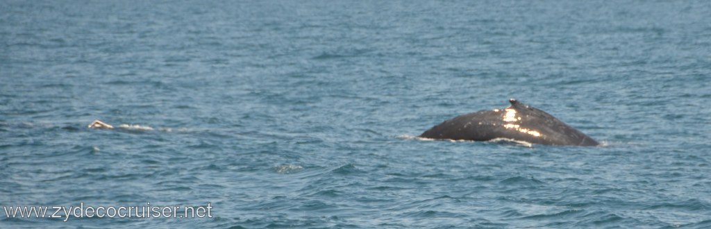179: Island Packers, Ventura, CA, Whale Watching, Humpback Whales