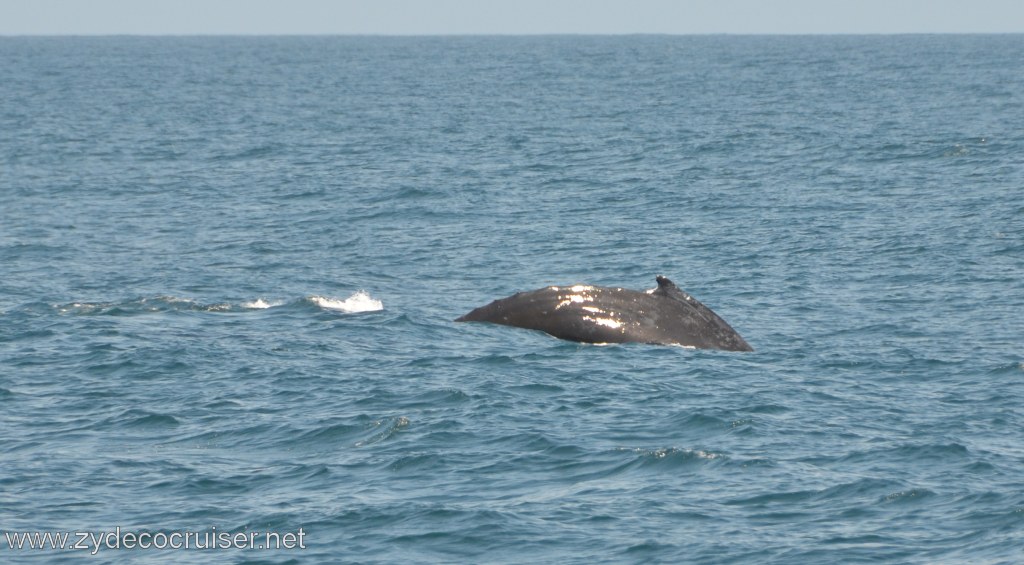 180: Island Packers, Ventura, CA, Whale Watching, Humpback Whale
