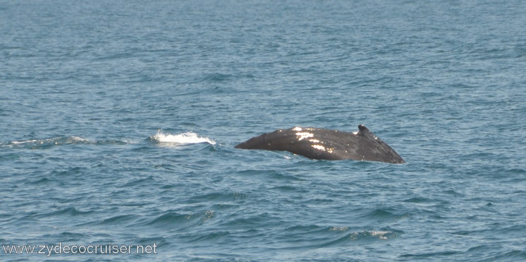 181: Island Packers, Ventura, CA, Whale Watching, Humpback Whale
