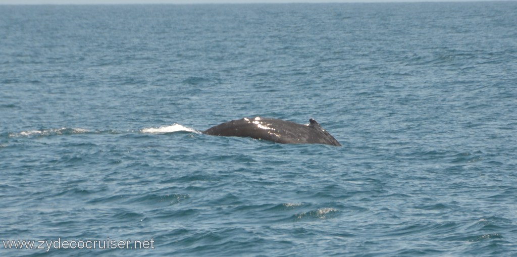 182: Island Packers, Ventura, CA, Whale Watching, Humpback Whale