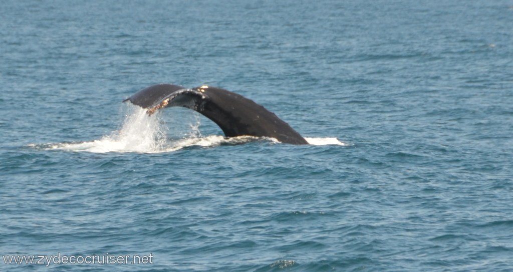 183: Island Packers, Ventura, CA, Whale Watching, Humpback Whale Fluke,