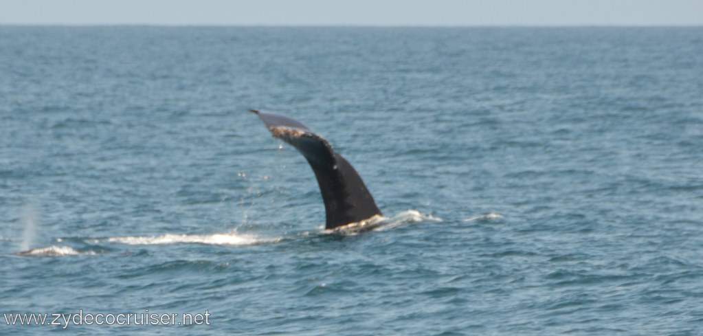 184: Island Packers, Ventura, CA, Whale Watching, Humpback Whale Fluke,