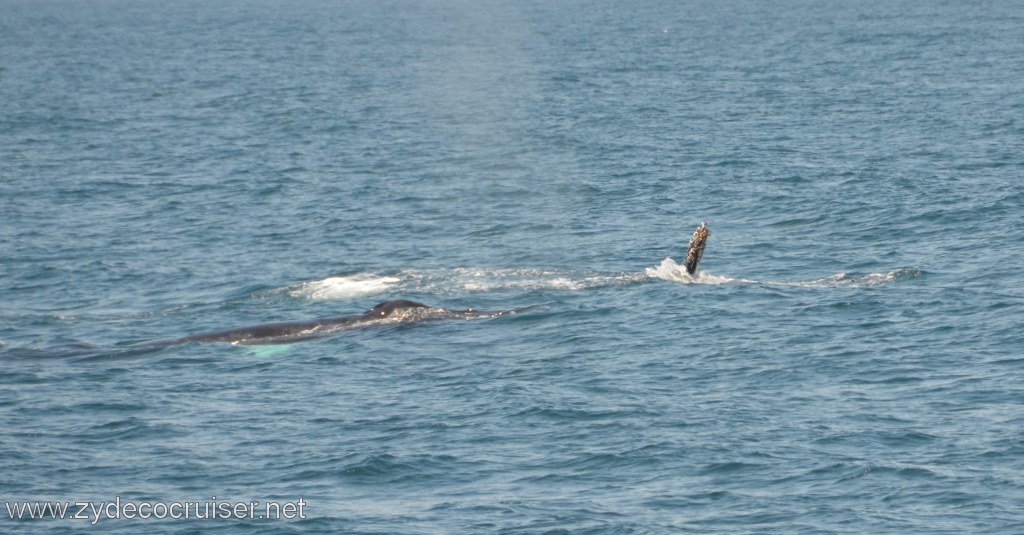 186: Island Packers, Ventura, CA, Whale Watching, Humpback Whale