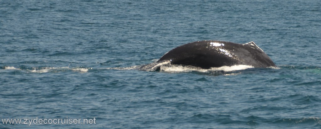 187: Island Packers, Ventura, CA, Whale Watching, Humpback Whale