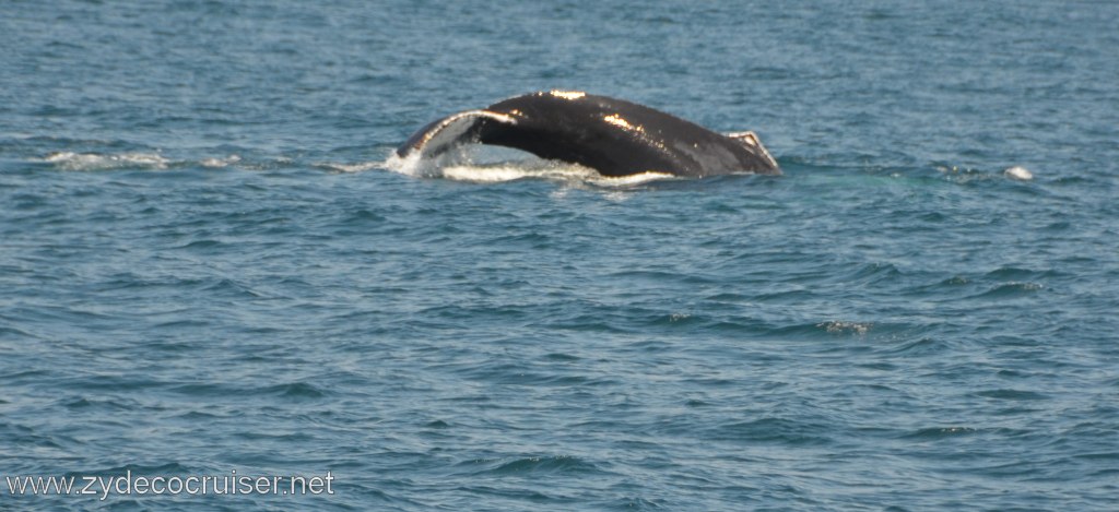 189: Island Packers, Ventura, CA, Whale Watching, Humpback Whale Fluke