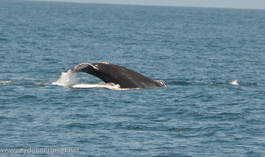 190: Island Packers, Ventura, CA, Whale Watching, Humpback Whale Fluke