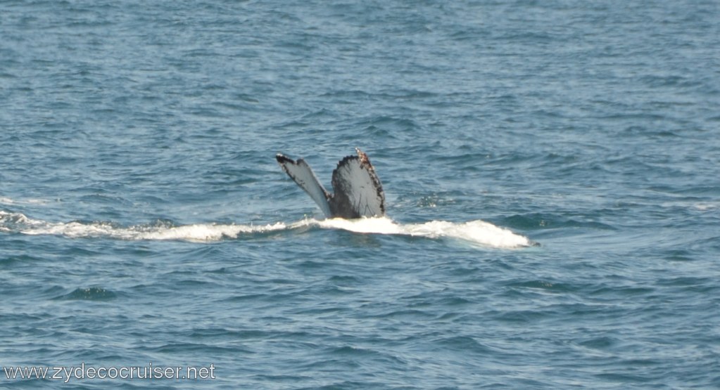 192: Island Packers, Ventura, CA, Whale Watching, Humpback whale fluke