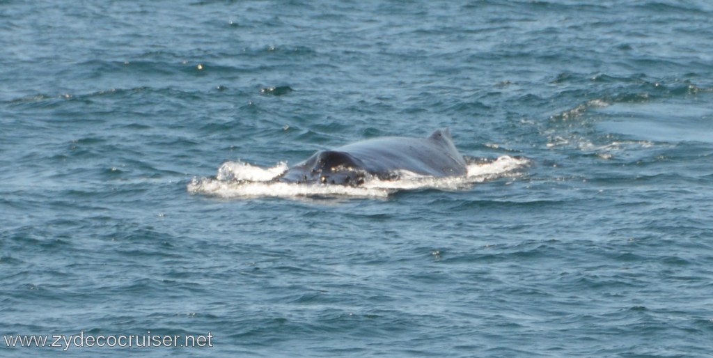 198: Island Packers, Ventura, CA, Whale Watching, Humpback whale