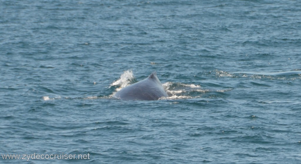 199: Island Packers, Ventura, CA, Whale Watching, Humpback whale
