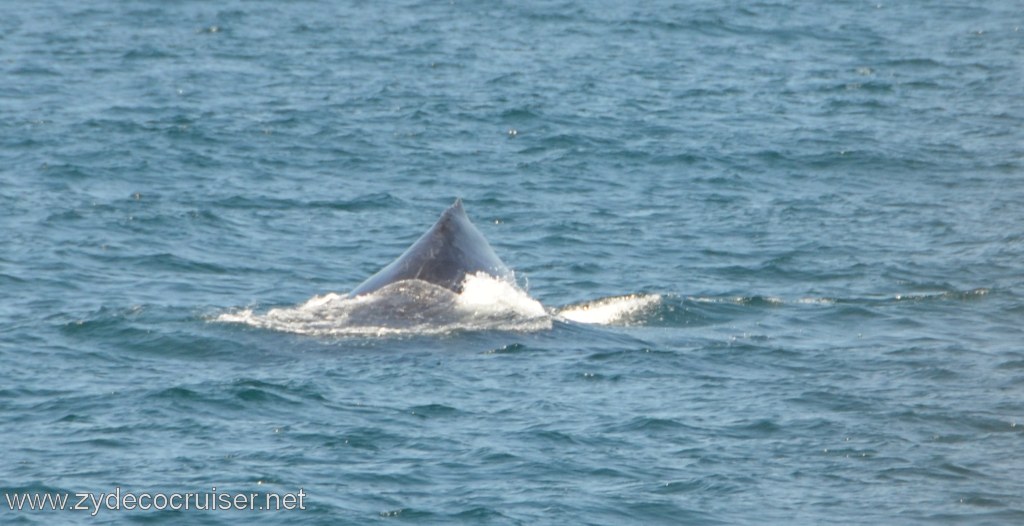 200: Island Packers, Ventura, CA, Whale Watching, Humpback whale