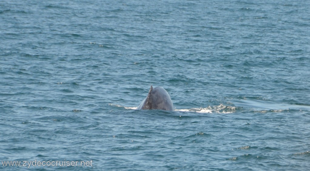 201: Island Packers, Ventura, CA, Whale Watching, Humpback whale