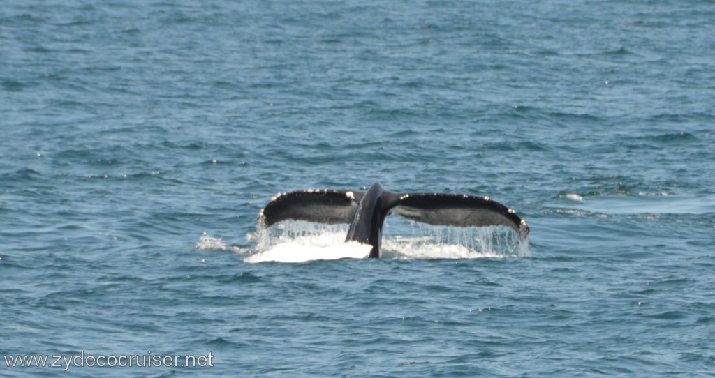 202: Island Packers, Ventura, CA, Whale Watching, Humpback whale fluke